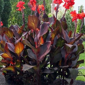Canna Lilly Bulbs. Red Jumbo Plants.Tall Green Leaf Lily Rhizome. 3 for $20!